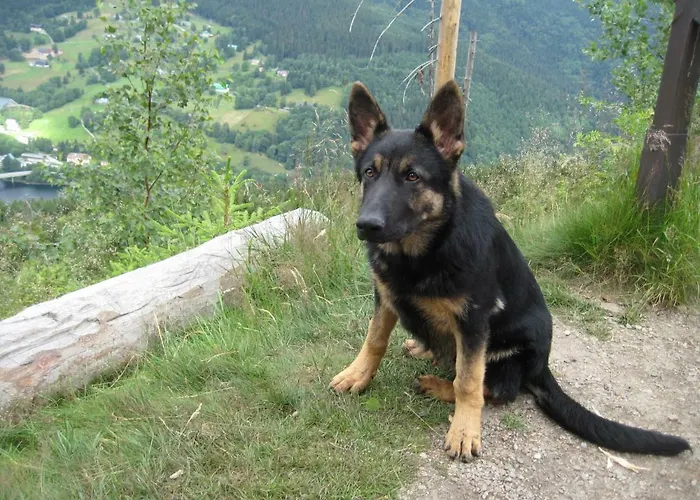 U Kobru * Spindleruv Mlyn